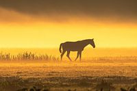 Paard in de mist tijdens zonsopkomst