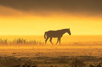 Cheval dans le brouillard au lever du soleil