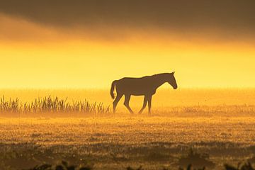Paard in de mist tijdens zonsopkomst van Alex van den Akker