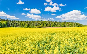 Koolzaadveld landschap, geel bloeiende canola planten van Alex Winter