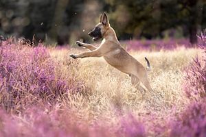 Belgischer Schäferhundwelpe in wunderschön blühendem lila Heidekraut.