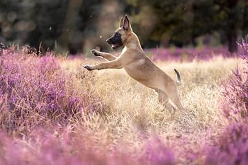 Belgische herder pup in prachtige bloeiende paarse heide. van Femke Ketelaar