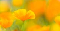 August gold