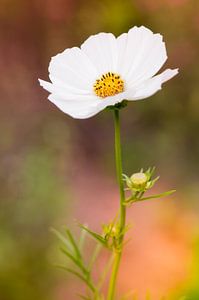 Cosmos bipinnatus