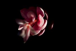 Flowie von Mike van den Brink