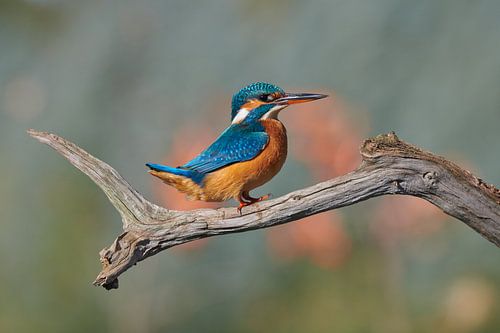 IJsvogel