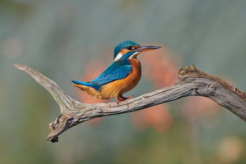Kingfisher by IJsvogels.nl - Corné van Oosterhout