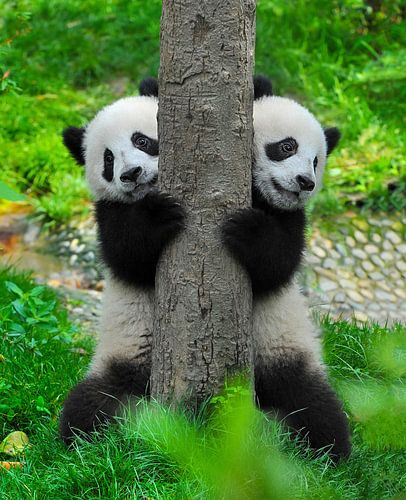 Twee schattige pandaberen (reuzenpanda of giant panda bear )