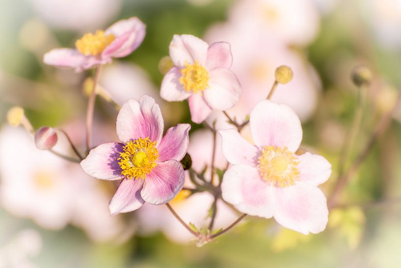 Blüte großes Windröschen mit Bokeh von Dieter Walther