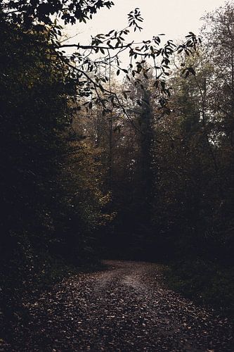 An autumn in the Odenwald