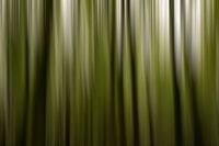 Wooden background from the forest