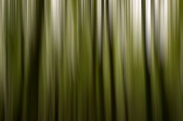 Wooden background from the forest van Hans Kool