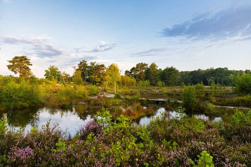Roode Beek au lever du soleil, Brunssummerheide par peter reinders