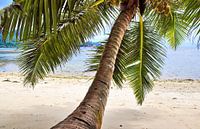 Tropische Palmen am Strand im Paradies auf den Seychellen