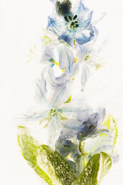 Scilla in ice 2 by Marc Heiligenstein