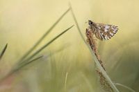 Papillon de la fraise