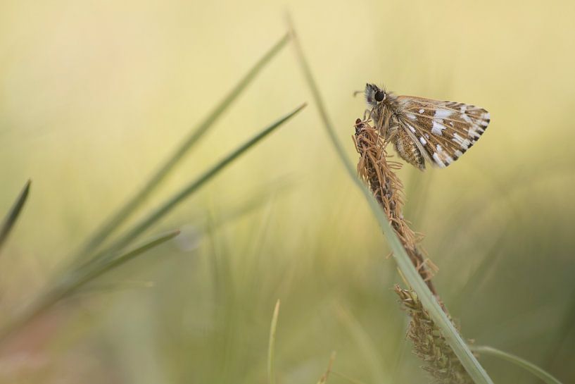 Erdbeer-Falterfisch von Kars Klein Wolterink