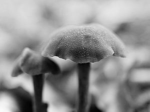 champignon améthyste, allant du lilas au noir et blanc