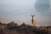 Reebok op de mistige heide