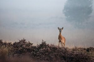 Roedeer buck standing in the heath von Harm Roseboom