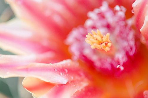 Close up van roze bloem op cactus plant