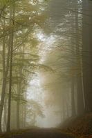 fog in the forest mullertal Luxembourg