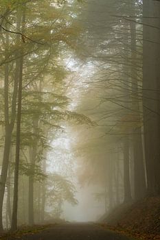 brouillard dans la forêt de mullertal Luxembourg