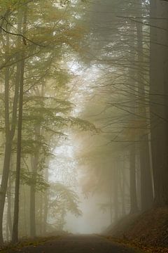 mist in het bos mullertal Luxemburg van Robinotof