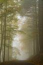 Nebel im Mullertaler Wald Luxemburg von Robinotof Miniaturansicht