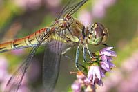 Dragonfly in the heather
