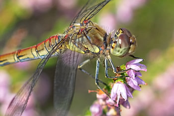 Dragonfly in the heather