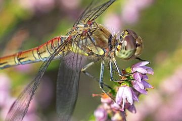 Libelle in de heide van AudFocus - Audrey van der Hoorn