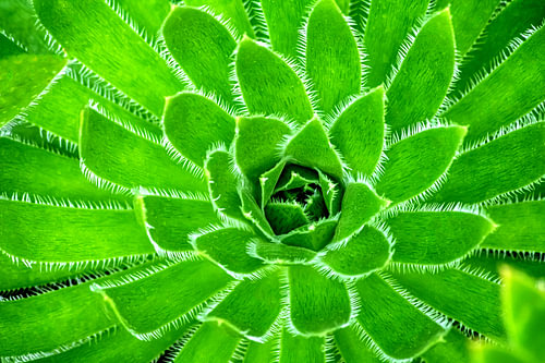 High-contrast textures of a vividly green plant in focus