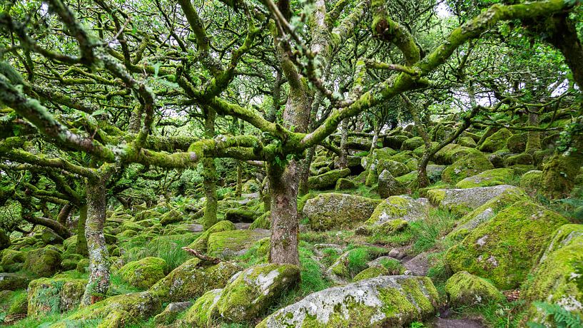 Bos in Dartmoor van Dick Doorduin