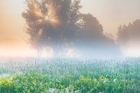 Een kleurrijke zonsopkomst in Brabant
