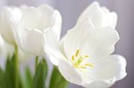 Witte tulpen van Marianna Pobedimova thumbnail