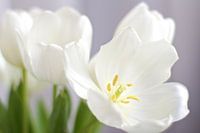 Tulipes blanches