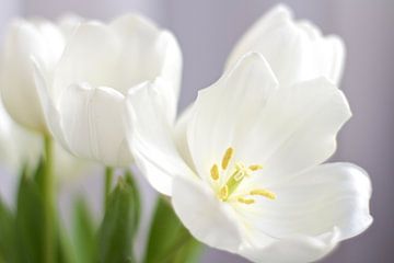 Witte tulpen van Marianna Pobedimova