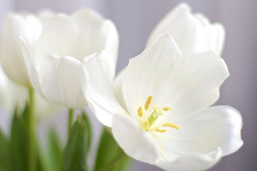 Tulipes blanches par Marianna Pobedimova