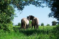 Paarden van T. van der Kolk thumbnail