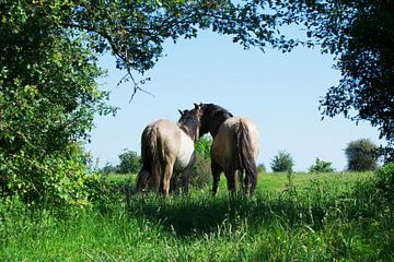 Paarden van T. van der Kolk