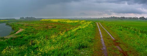 Koolzaad langs het pad