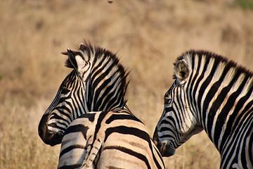 Twee zebra koppen van opzij van Annelies69