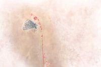 Schmetterling 10