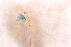 Schmetterling 10 von Silvia Creemers