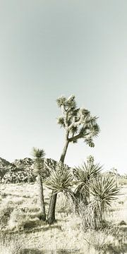 Joshua Tree | Vintage Panorama van Melanie Viola