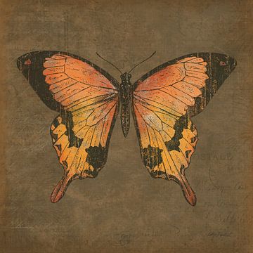 Mocha Butterfly, Katie Pertiet van Wild Apple