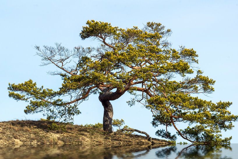Baum mit strahlender Kraft im Sonnenuntergang par Frank Grässel