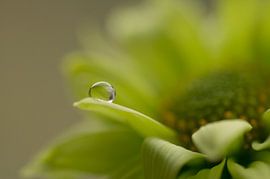 Tranquility (drop on a green chrysanthemum) by Birgitte Bergman