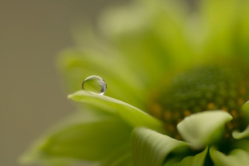 Tranquillité (goutte sur un chrysanthème vert) par Birgitte Bergman